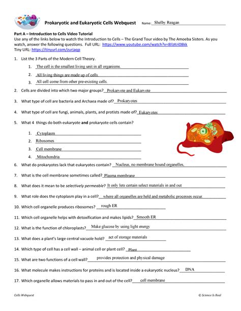 Inspiring <strong>Cell</strong> Organelle Riddles <strong>Worksheet Answers worksheet</strong> images. . Prokaryotic and eukaryotic cells webquest answer key